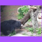 Sloth Bear 4.jpg
